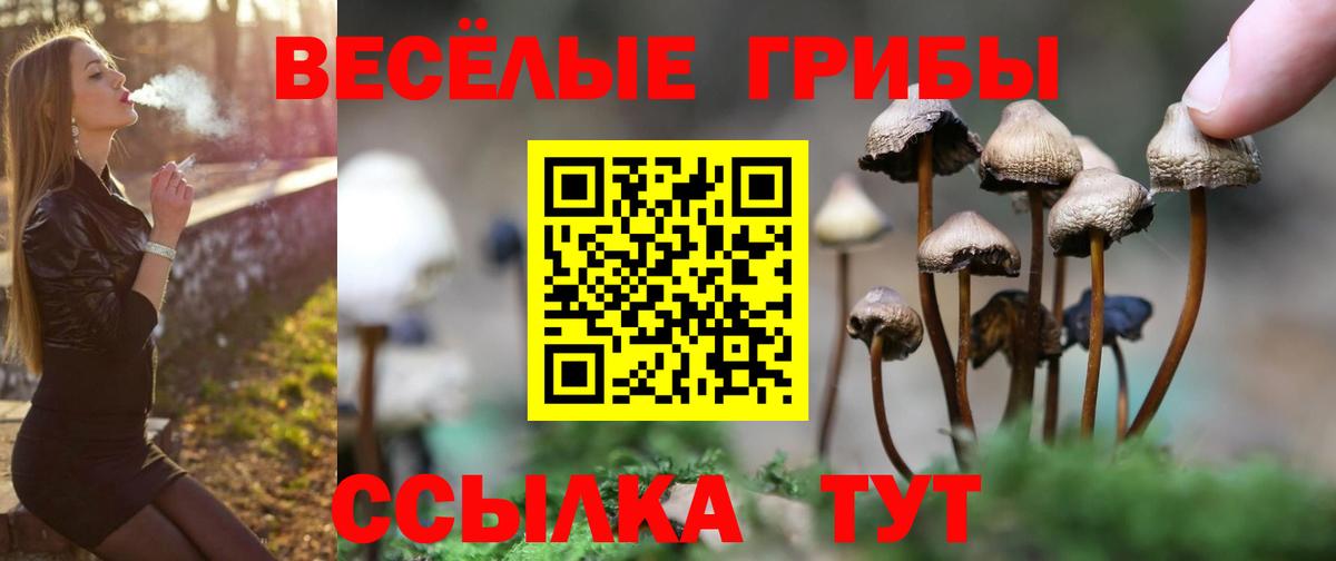 Галлюциногенные грибы Cubensis Ессентуки